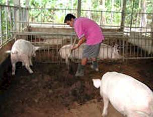 piggery2