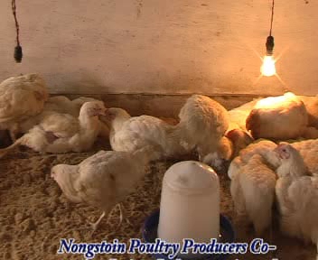 Nongstoin Poultry Producers